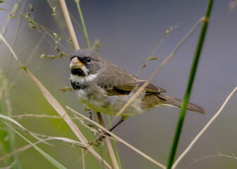 Pássaro Coleirinho (birds eedeater)
