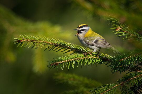 Firecrest - Regulus ignicapilla small forest bird with the yellow crest singing in the dark forest, very small passerine bird in the kinglet family. Spruce green forest and branch