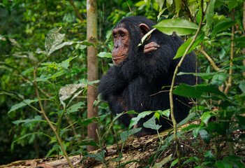 Young Common or Robust Chimpanzee - Pan troglodytes also chimp, great ape native to the forest and savannah of tropical Africa, our closest living relative, in rainforest of Uganda, Cameroon, Congo