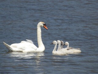 Obraz premium Class is In