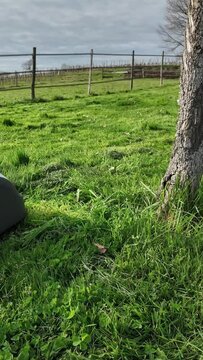 Robot tondeuse cogne l'arbre vertical
