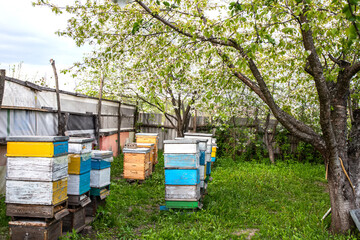 Beehives in the garden with blooming apple trees on the background