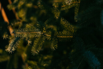 a pine tree, a Christmas tree, is illuminated by the rays of the setting sun