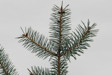 a branch of a pine tree spruce on a white background