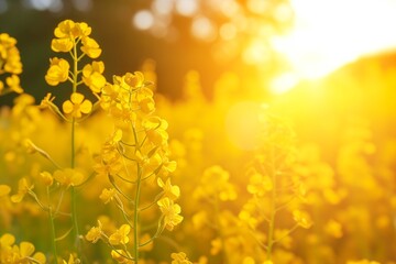 Yellow rapeseed field in sunlight at sunrise or sunset