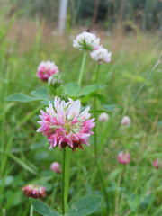 Fototapeta premium blooming pink clover on green summer meadow