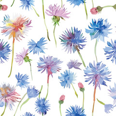Watercolor dandelion cornflower delicate flower p