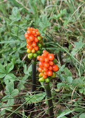Baies rouges et vertes en grappe de Gouet tacheté (Arum maculatum) mûrissant dans la nature.