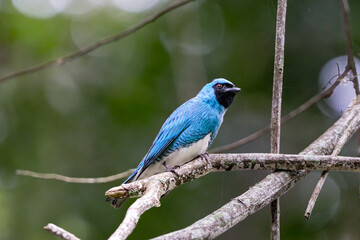 Saí-andorinha (Swallow Tanager) -  Blue bird