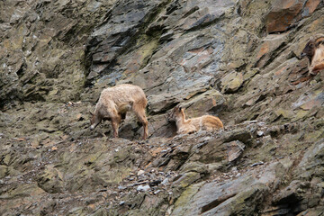 mountain goat on the rock a beautiful background