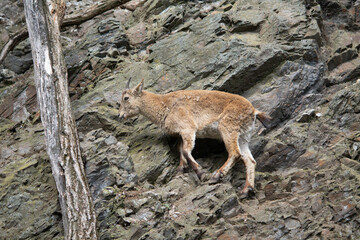 Naklejka na ściany i meble mountain goat on the rock a beautiful background