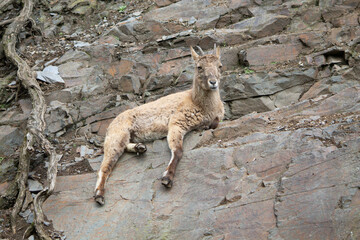 Obraz premium mountain goat on the rock a beautiful background