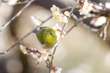 開花した梅の木の枝にとまるメジロ