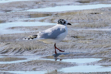 干潟に飛来したズグロカモメ