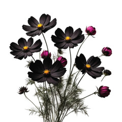bouquet of black color Cosmos  flowers