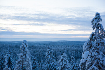 Serene winter landscape captures the beauty of a snow-covered forest at dusk. The foreground...