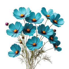 bouquet of blue color Cosmos flowers