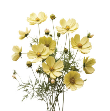 bouquet of yellow Cosmos flowers isolated on white