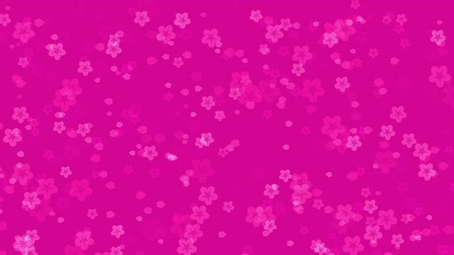 Abstract floral motion background with animated pink sakura flowers and cherry blossom petals falling against vivid fuchsia backdrop. Simple elegant video animation for oriental or springtime design.