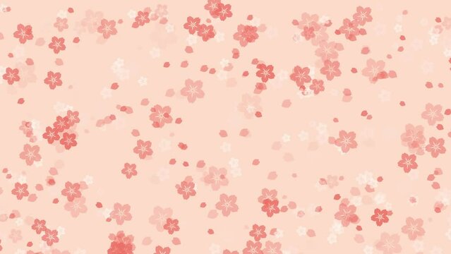 Abstract floral motion background with animated pink sakura flowers and cherry blossom petals falling against pale peach backdrop. Tender pastel color animation for oriental or springtime design.