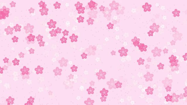 Abstract floral pattern motion background with animated pink sakura flowers cherry blossoms falling against pale rose backdrop. Elegant pastel color animation for japanese or springtime design.