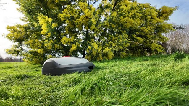 Robot tondeuse qui passe de gauche &agrave; droite devant le mimosa