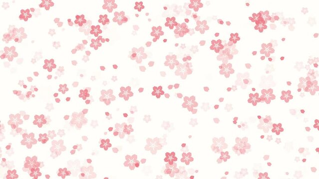 Abstract floral motion background with animated peach pink sakura flowers and cherry blossom petals falling against white backdrop. Elegant tender video animation for asian or springtime concept.