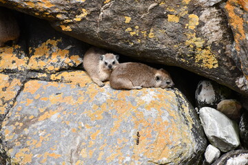 Rock hyrax / rabbit (Procavia capensis) in Tsitsikamma National Park | South Africa