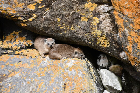 Rock hyrax / rabbit (Procavia capensis) in Tsitsikamma National Park | South Africa