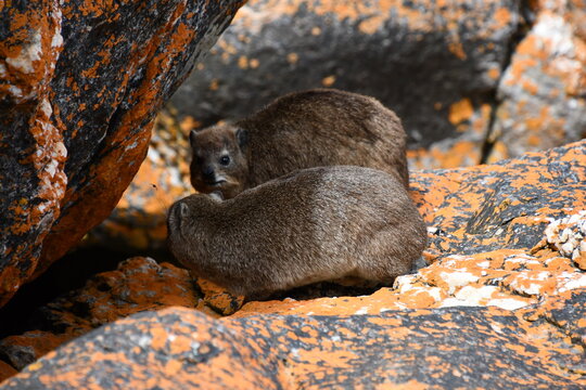 Rock hyrax / rabbit (Procavia capensis) in Tsitsikamma National Park | South Africa
