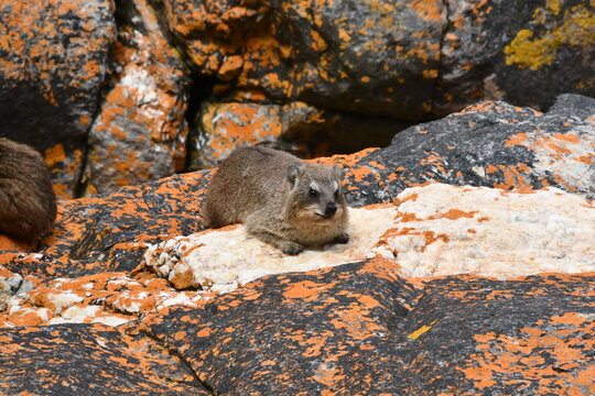 Rock hyrax / rabbit (Procavia capensis) in Tsitsikamma National Park | South Africa