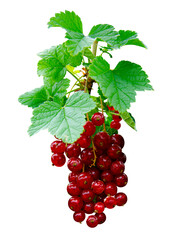 red currant berries grow on a branch in the garden.The use of berries in home medicine. Currant harvesting. sprig of coriander 