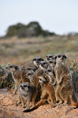 Meerkat Family in Oudtshoorn | South Africa