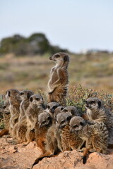 Meerkat Family in Oudtshoorn | South Africa