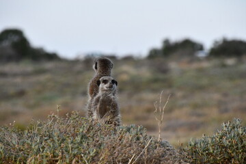 Meerkat Family in Oudtshoorn | South Africa