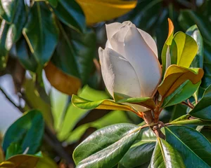 Fototapeten Magnolie Partially Open Southern Magnolia Blossom  © stuckreed