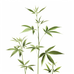 Fototapeta premium hemp