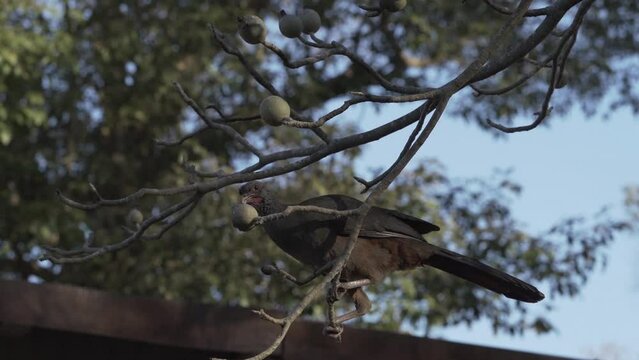Exotic birds of the Pantanal. The Chaco chachalaca, Ortalis canicollis, is a species of bird in the family Cracidae, found in subtropical or tropical dry forest in Argentina, Brazil, Paraguay, Uruguay