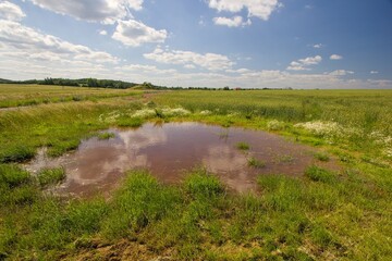 The ephemeral wetland on the field. Small temporary pond in the agricultural landscape.