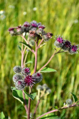 Weeds in the garden, an unkempt garden