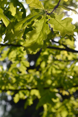 Green oak leaves on a sunny day close-up
