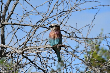 Lilac-breasted Roller in Sabi Sands Game Reserve | South Africa
