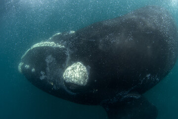 Southern right whale are staying next to Valdés peninsula. Close encounter with right whale in...