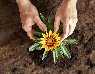 Top view of hands planting gazania flower in the garden. Spring gardening background concept.