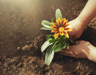 Hands planting gazania flowers in the garden, top view. Spring gardening background concept with copy space.