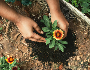 Hands planting Indian blanket flower in the garden. Spring gardening concept.