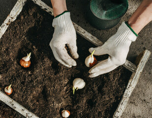 Flower bulbs planting in container or garden. Spring gardening and planting concept.