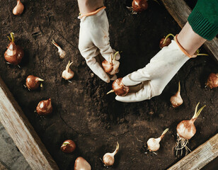 Planting bulbs in container or garden, top view. Spring gardening and planting concept.