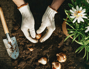 Planting bulbs in the garden, top view. Spring gardening and planting concept.