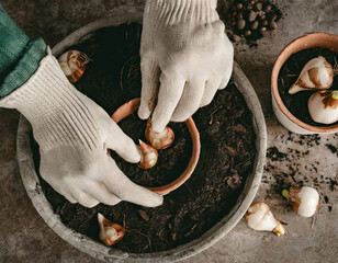 Planting bulbs in the flower pot , top view
